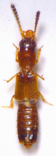 Planeustomus palpalis